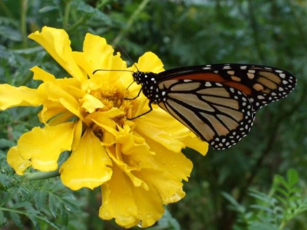 The yellow flower and the butterfly.JPG